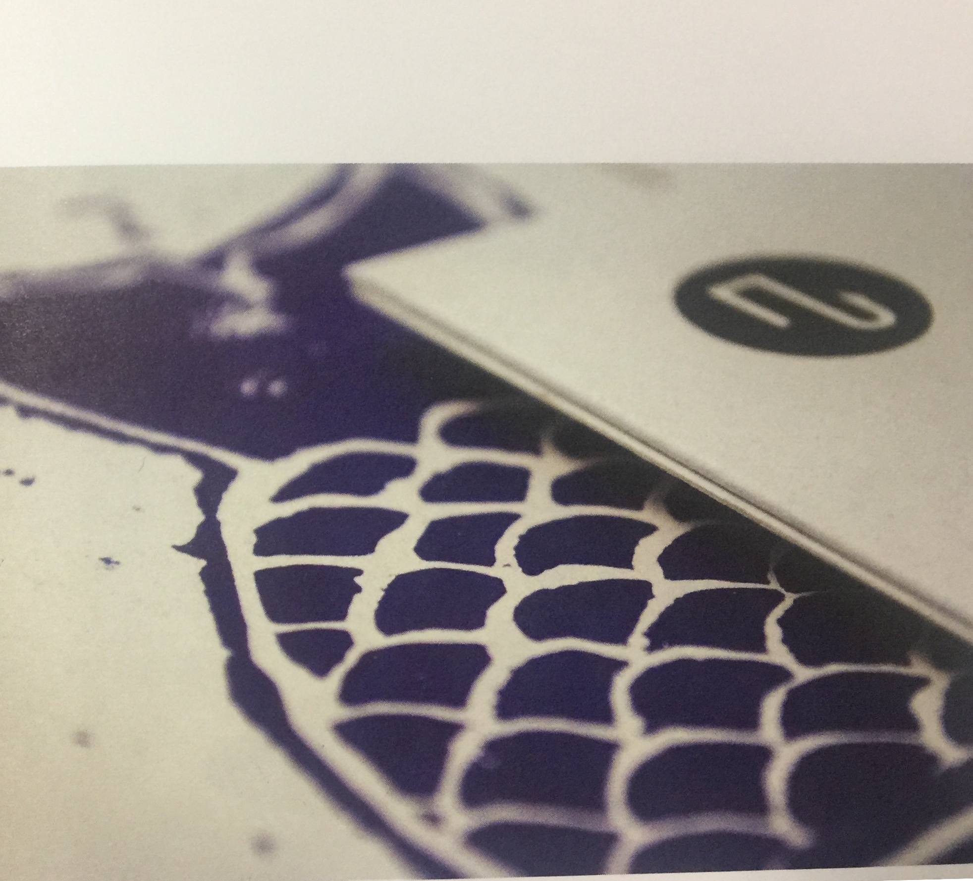 海鮮產品-魚類佳肴簡單和新鮮特性的包裝