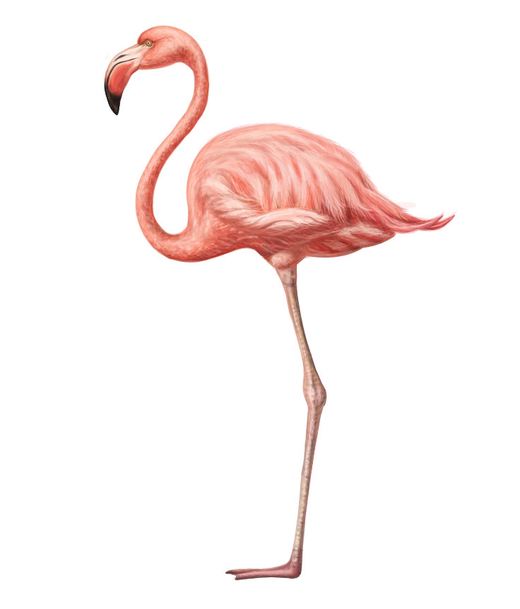 自然界野生動物來體現(xiàn)化妝品的純天然—護(hù)膚品包裝設(shè)計(jì)