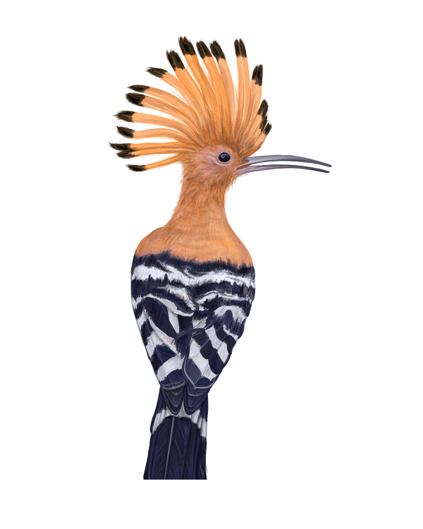 自然界野生動物來體現(xiàn)化妝品的純天然—護(hù)膚品包裝設(shè)計(jì)