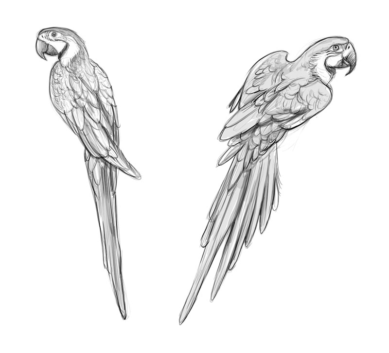 自然界野生動物來體現(xiàn)化妝品的純天然—護(hù)膚品包裝設(shè)計(jì)