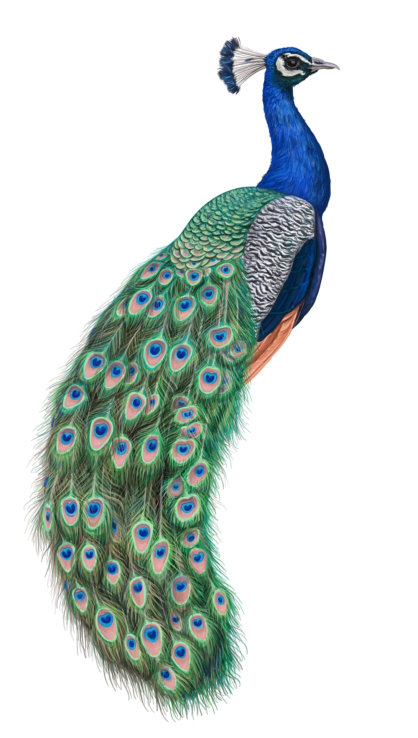 自然界野生動物來體現(xiàn)化妝品的純天然—護(hù)膚品包裝設(shè)計(jì)