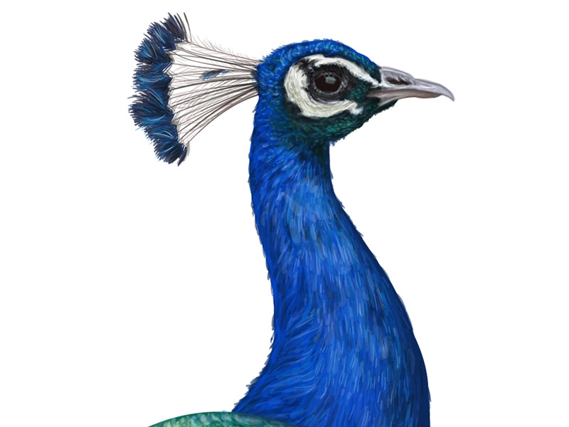 自然界野生動物來體現(xiàn)化妝品的純天然—護(hù)膚品包裝設(shè)計(jì)